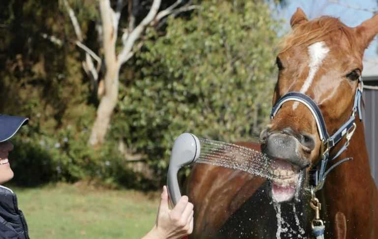 Gasland Chef How to Shower Your Horse With Love