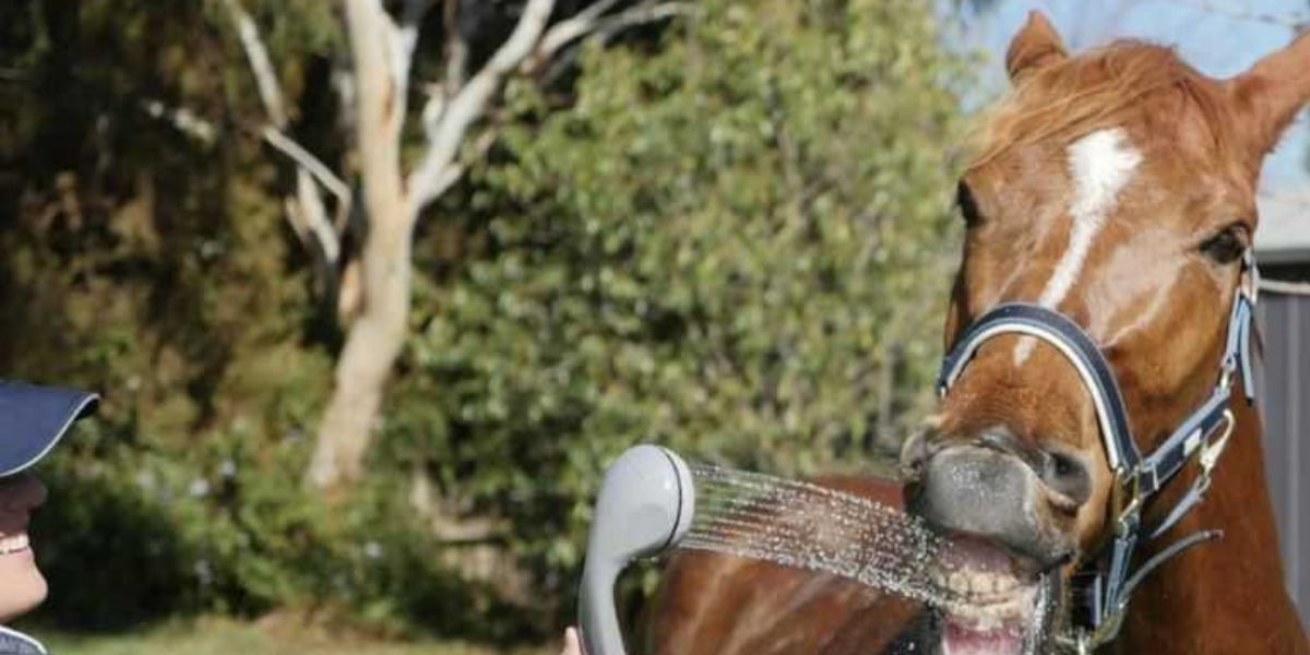 How to Shower Your Horse With Love